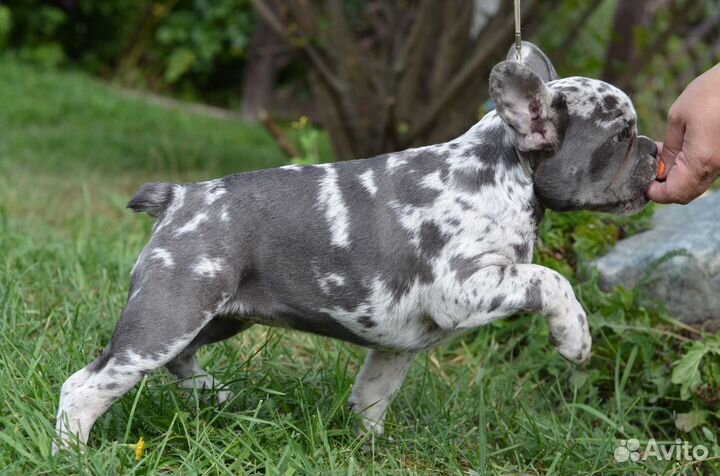 Французский бульдог щенки мерле