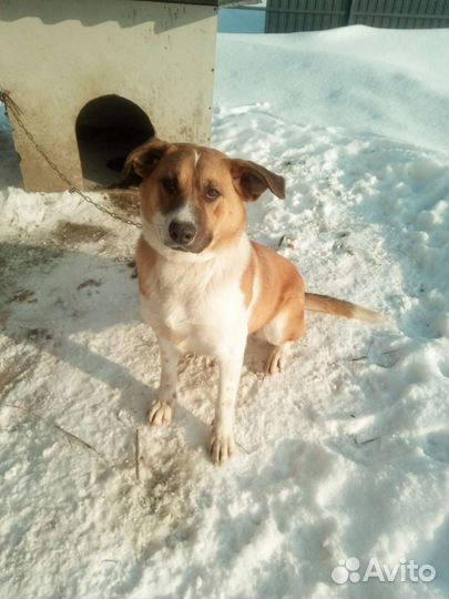 Собака в добрые руки