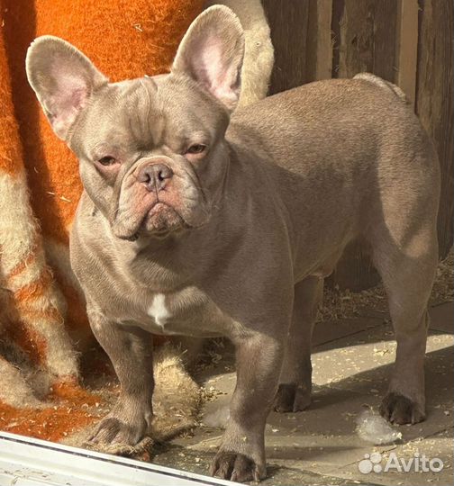 Французский бульдог