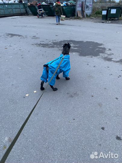 Комбенизон для собаки мальчика