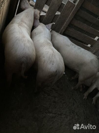 Поросята
