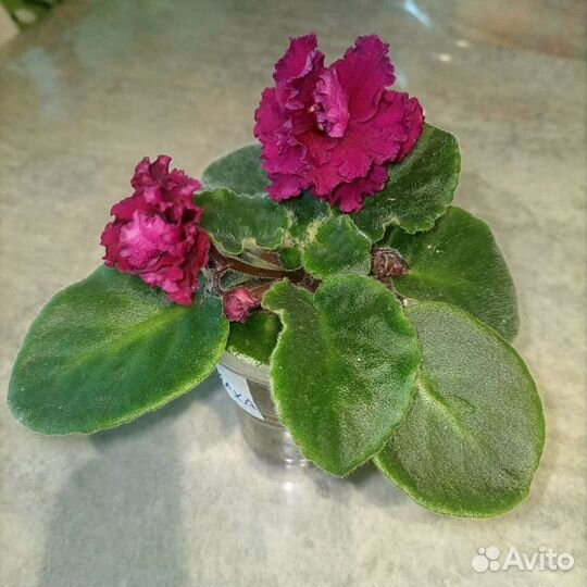 Фиалки сортовые