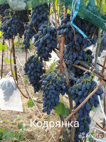 Саженцы и черенки винограда