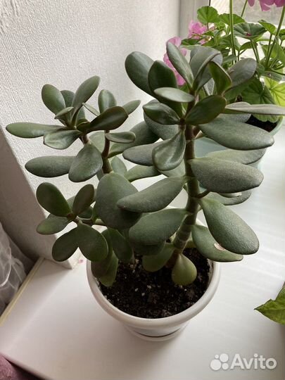 Денежное дерево(Толстянка)