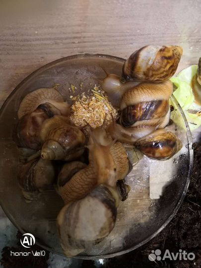 Улитки ахатины