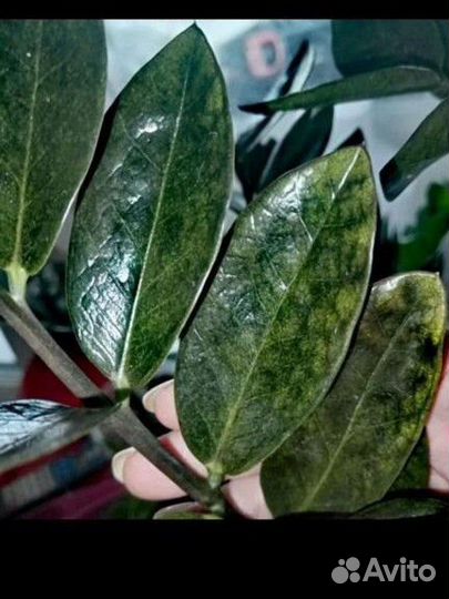 Замеакулкос 5 видов