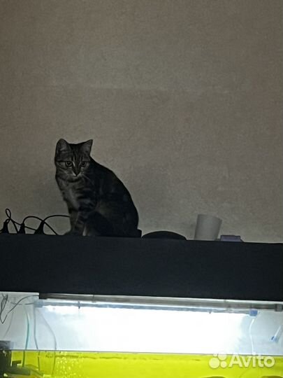 Кошка