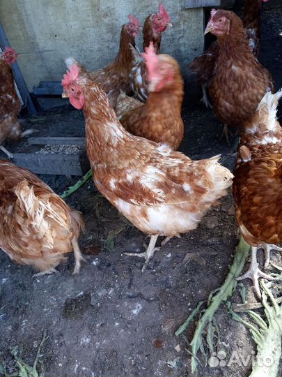 Куры несушки