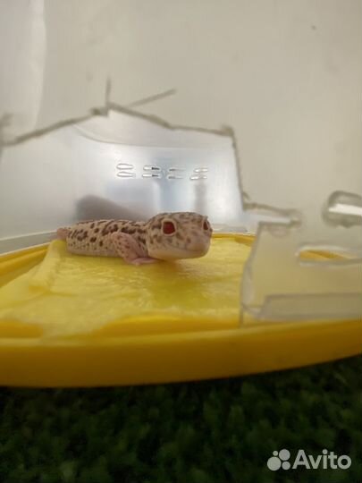 Геккон эублефар самец