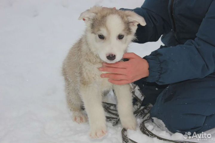 Щенок мальчик,4.5 мес