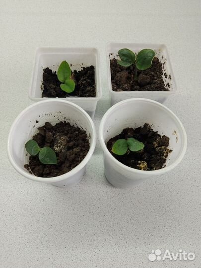 Комнатные растения. Замиакулькас (малыши)