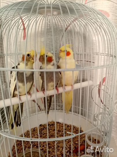 Попугай корелла птенец