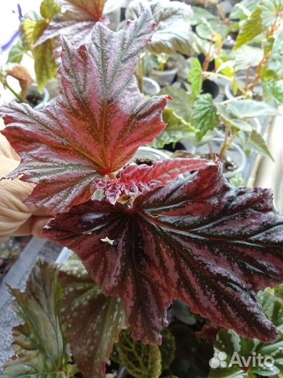 Бегонии кейн 1