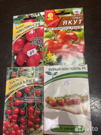 Рассада томатов