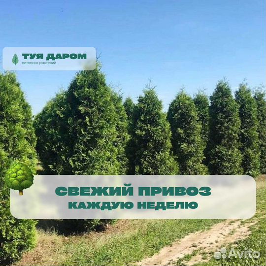 Туя смарагд 190 см