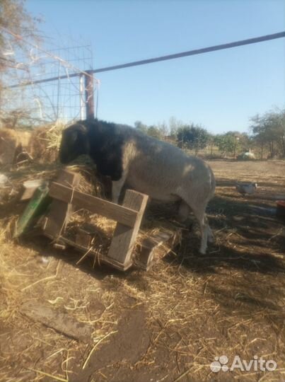 Англо-Нубийский коз )(овцы дорпера 75проц и 50проц