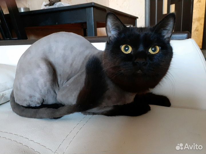 Стрижка кошек и котов