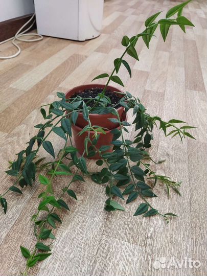 Хойя белла, дифенбахия, гибискус Купера, Хойя