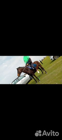 Кобыла возраст 5 лет