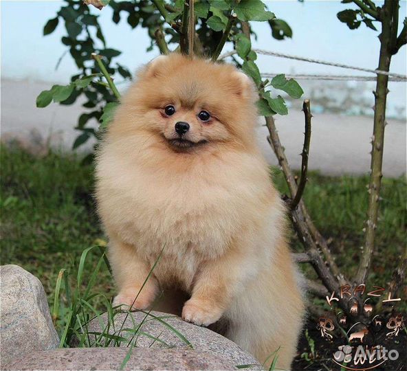 Шпиц кобель для вязки