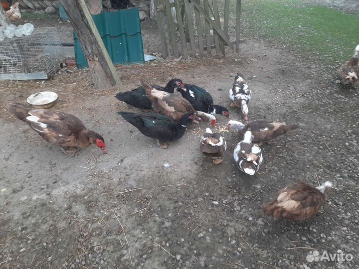 Индоутки, каюга