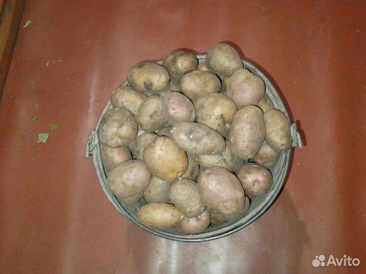 Продам картофель домашний