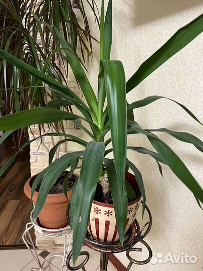 Цветы: алоэ вера, пальмы, денежное дерево