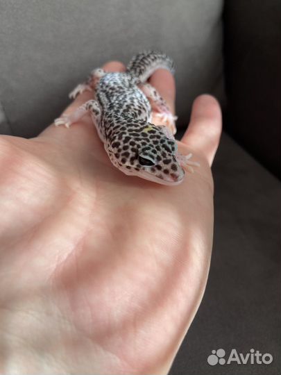 Геккон эублефар