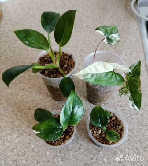 Филодендрон Майо, Биркин и др