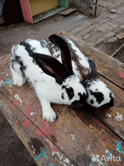 Кролики помесь Строкач с французским бараном