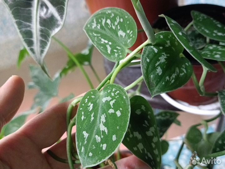 Сциндапсус сортовой