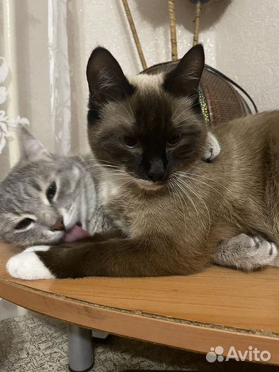 Сиамская кошка