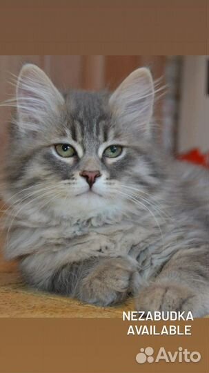 Сибирские малыши