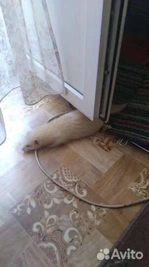 Харек албинос, пригласить самочек на вязку