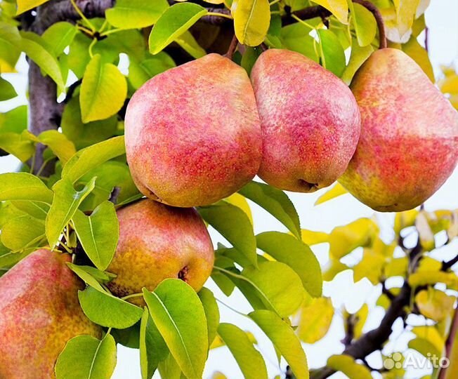 Саженцы яблони