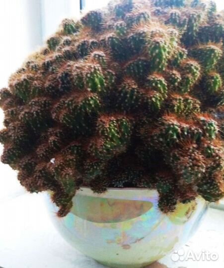 Огромный кактус горный цереус