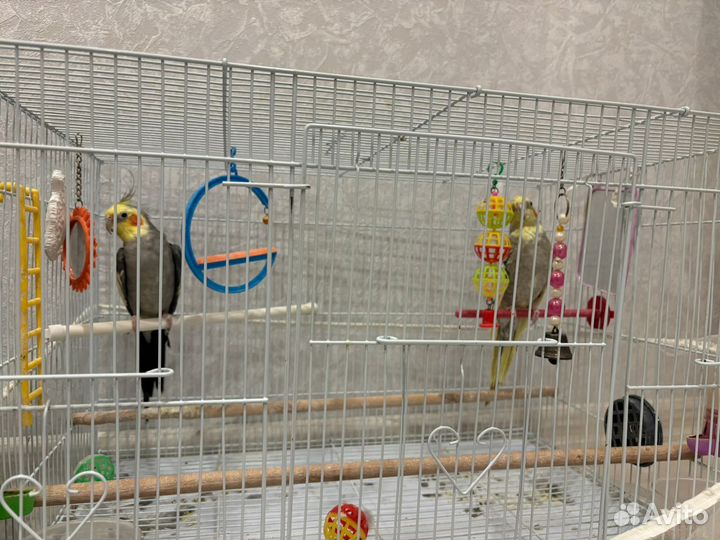 Попугаи корелла с клеткой