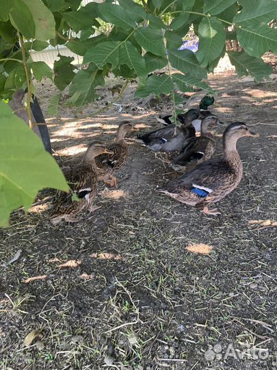 Дикие подсадные утки