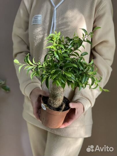 Фикус бенджамина наташа джут d12