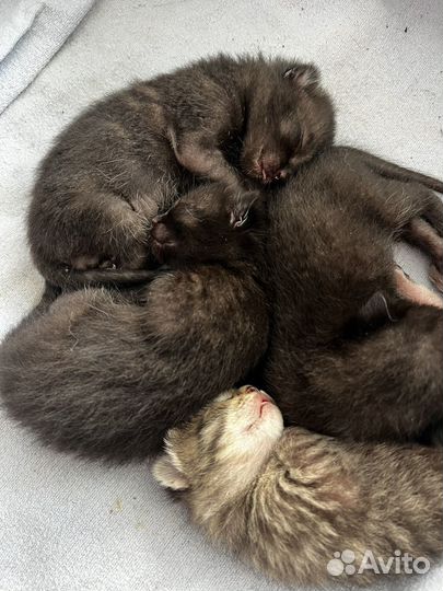 Котята в добрые руки