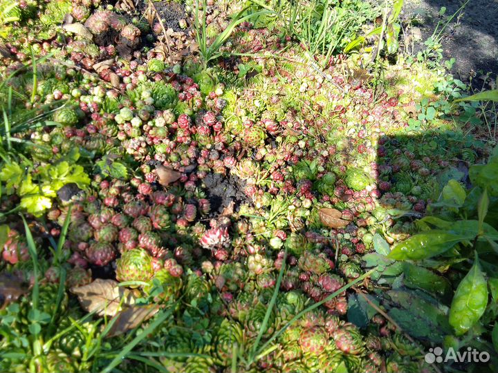 Молодило каменная роза. Доставка