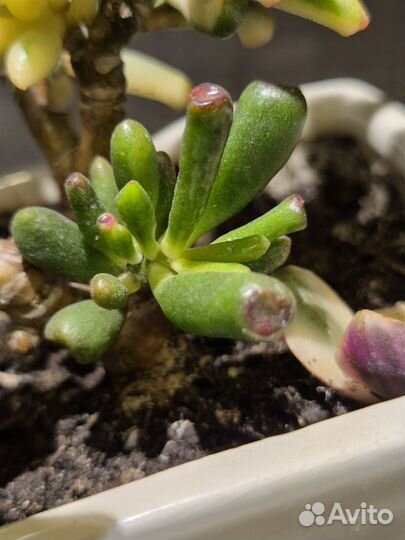 Крассула леголас