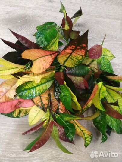 Кротон Миссис Айстон