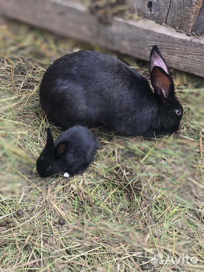 Продам кроликов