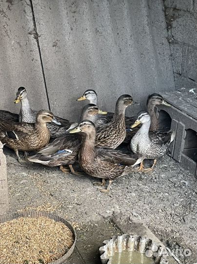 Дикая утка кряква