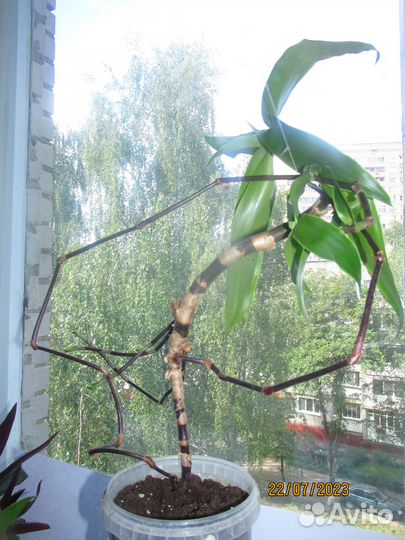 Растение золотой ус