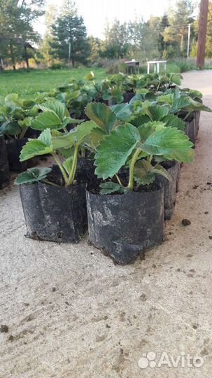 Саженцы клубники