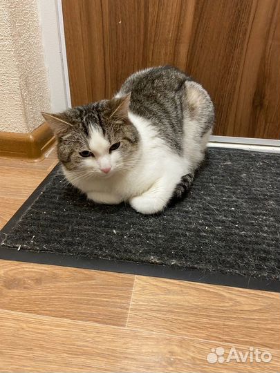 Кот в добрые руки