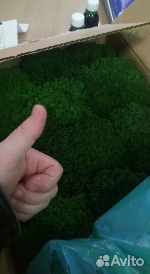 Премиум мох Королевский ягель кочка