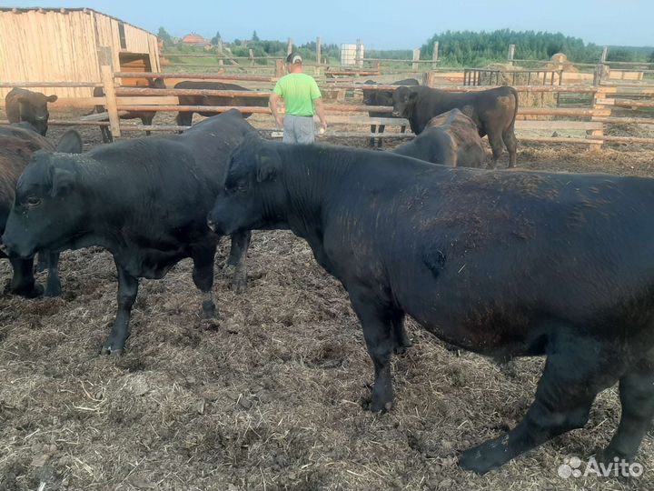 Быки на племя